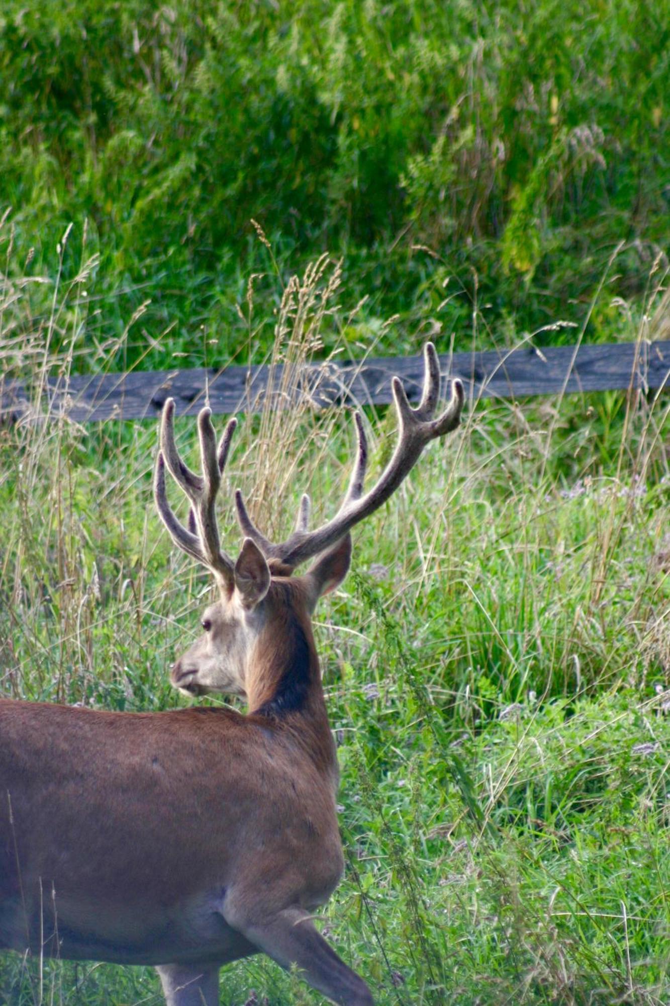 Brown Deer - Z Sauna Na Tarasie, Jacuzzi I Widokiem Na Gory - By Deer Hills Luxury Apartments Kocon 외부 사진