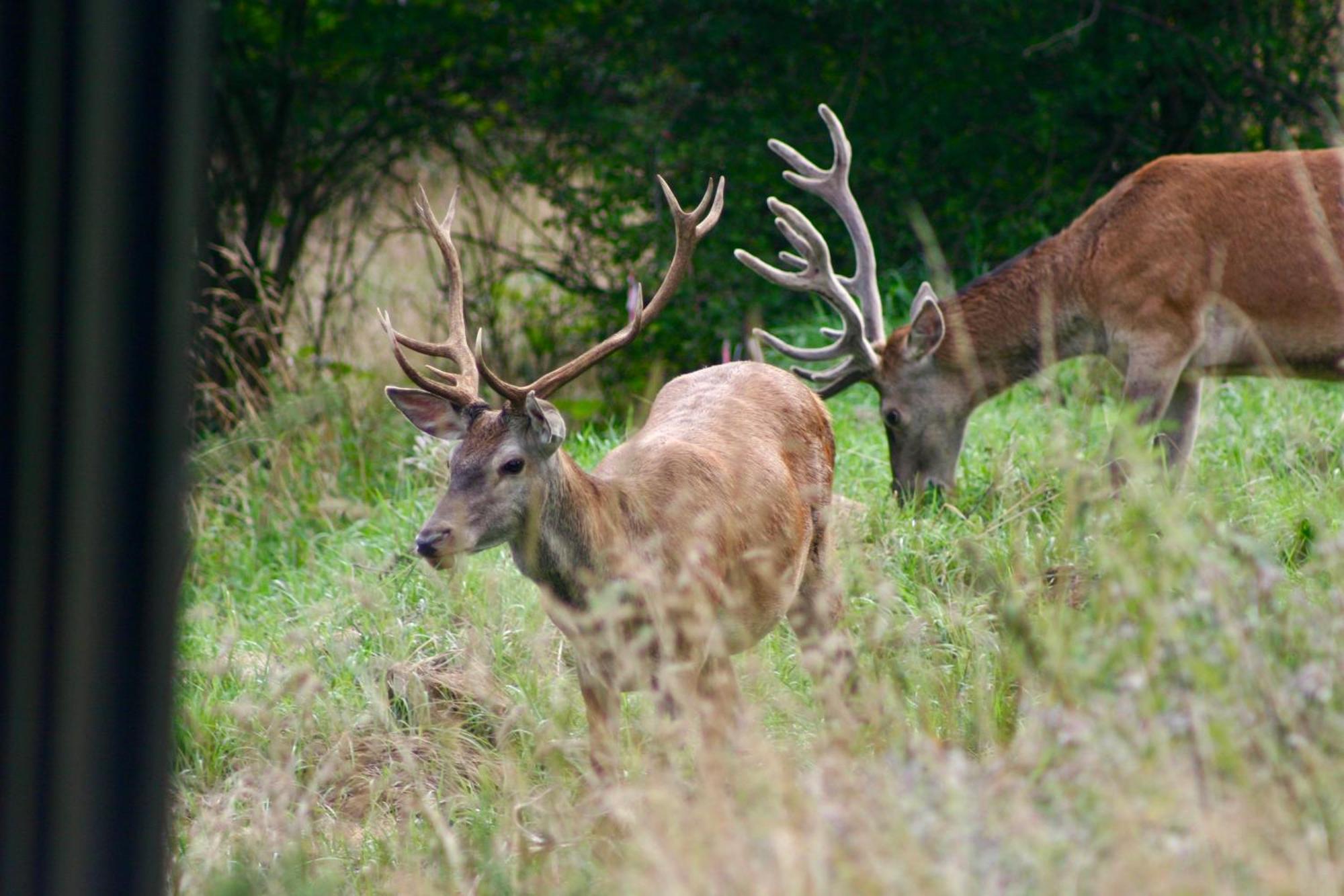 Brown Deer - Z Sauna Na Tarasie, Jacuzzi I Widokiem Na Gory - By Deer Hills Luxury Apartments Kocon 외부 사진