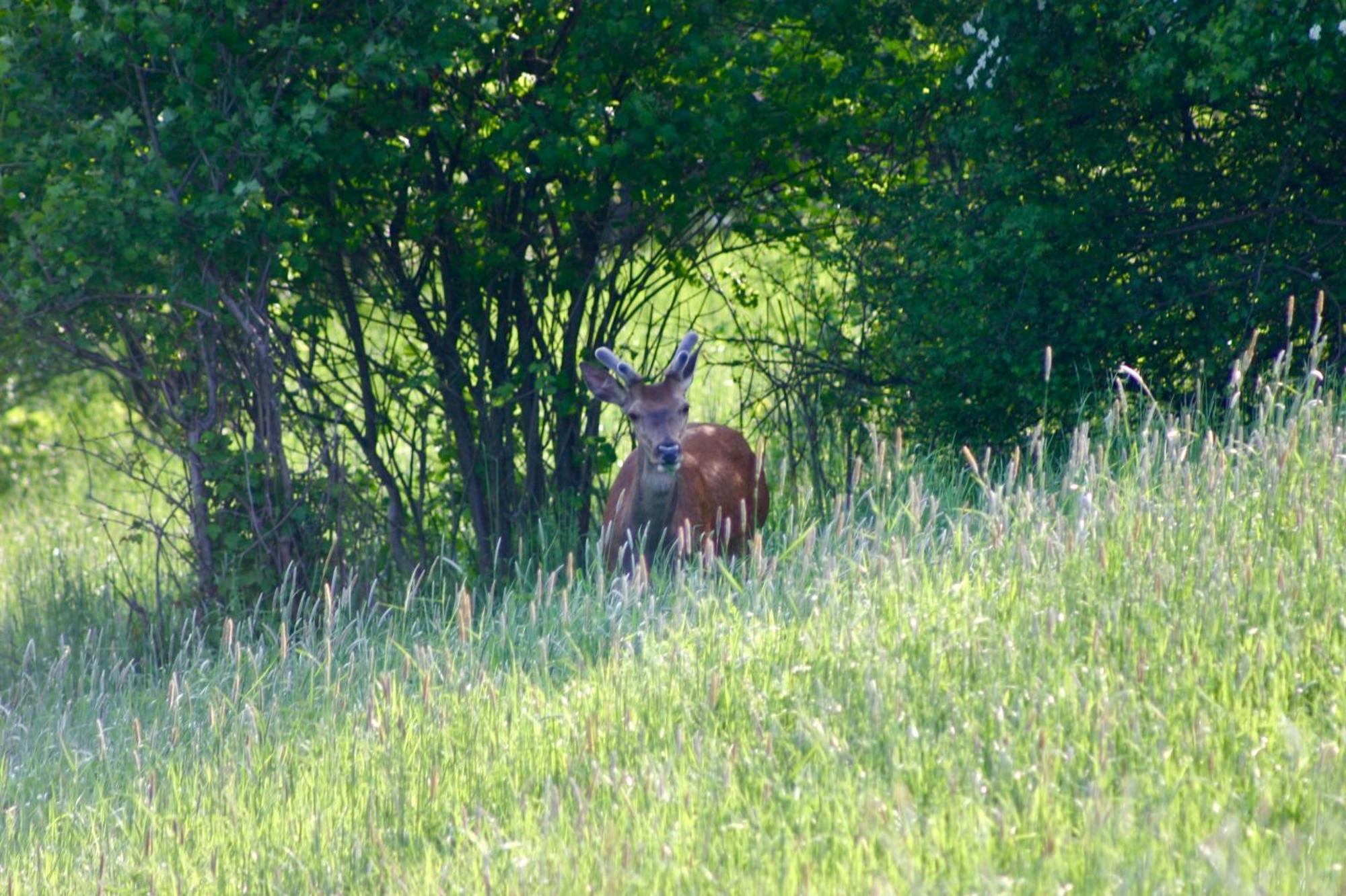 Brown Deer - Z Sauna Na Tarasie, Jacuzzi I Widokiem Na Gory - By Deer Hills Luxury Apartments Kocon 외부 사진